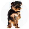 Silky Terrier