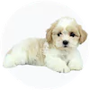 Zuchon