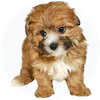 Yorkie