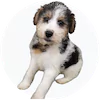 Wire Fox Terrier