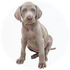 Weimaraner