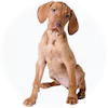 Vizsla