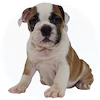 Victorian Bulldog