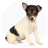 Toy Fox Terrier