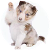 Toy Australian Shepherd