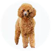 Standard Poodle