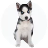Siberian Husky