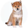 Shiba Inu