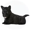 Scottish Terrier