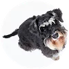Schnoodle