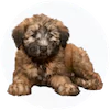 Soft Coated Wheaten