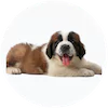 Saint Bernard