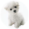 Maltichon