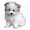 Maltipom