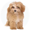 Maltipoo