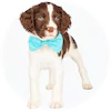 English Springer Spaniel