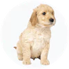 Mini Goldendoodle