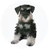 Min Schnauzer