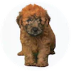 Mini Whoodle