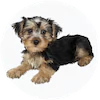 Morkie