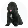 Newfoundland