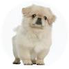 Pekingese