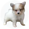 Pomachon