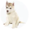 Pomsky
