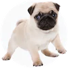 Pug