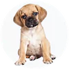 Puggle