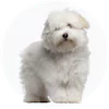 Coton De Tulear