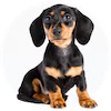 Dachshund