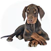 Doberman Pinscher