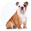 English Bulldog