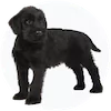 Giant Schnauzer