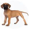 Great Dane