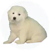 Great Pyrenees