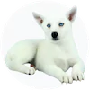Huskimo