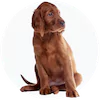 Irish Setter