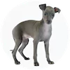 Italian Greyhound