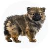 Keeshond