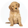 Labradoodle