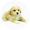 Lhasapoo