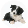 Aussiedoodle
