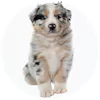 Aussiepoo