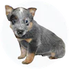 Australian Cattle Dog