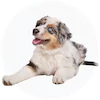 Australian Shepherd
