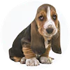 Basset Hound