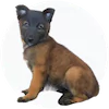 Belgian Tervuren