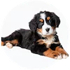 Bernese Mountain Dog